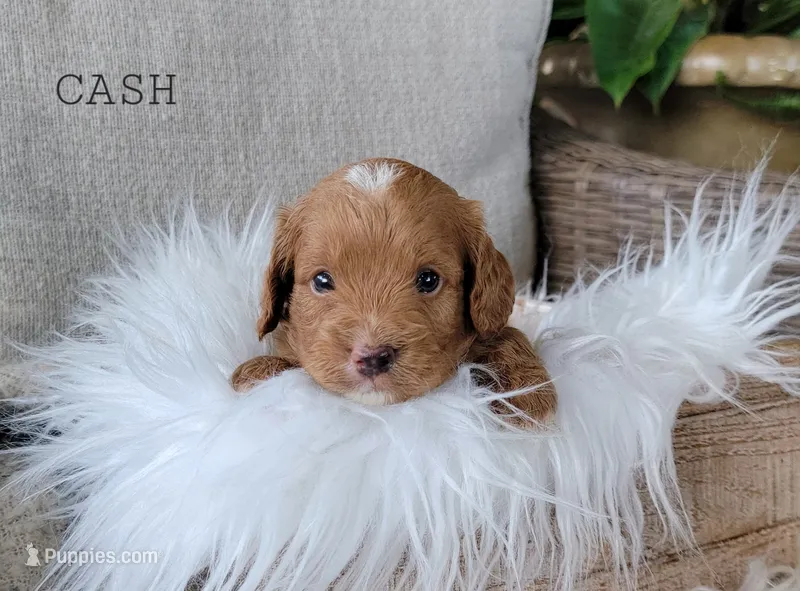 Cash – Cavapoo puppy for sale in Berlin, OH