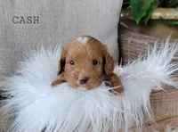 Cash, a male Cavapoo for sale in Berlin, OH – 1 of 5