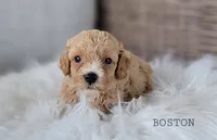 Boston, a male Cavapoo for sale in Berlin, OH – 2 of 3