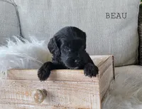 Beau, a male Cavapoo for sale in Berlin, OH – 5 of 6