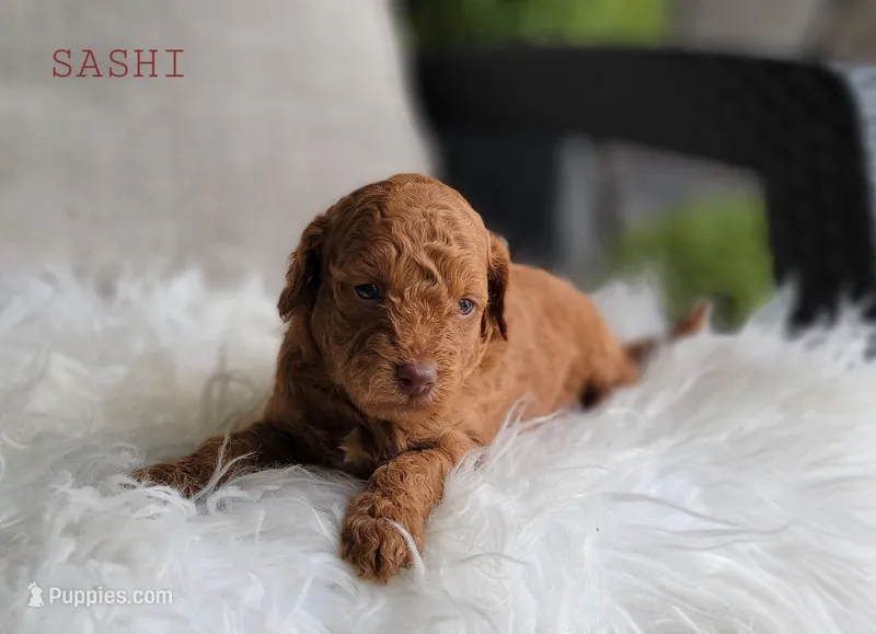 Sashi – Goldendoodle puppy for sale in Berlin, OH