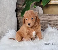 Zephyer, a female Miniature Goldendoodle for sale in Berlin, OH – 3 of 3