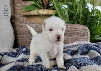 Uno, a male Miniature Goldendoodle for sale in Berlin, OH – 2 of 7