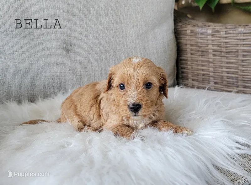 Bella – Cavapoo puppy for sale in Berlin, OH