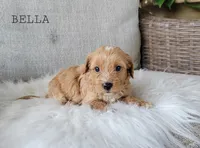 Bella, a female Cavapoo for sale in Berlin, OH – 1 of 5