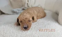Waffles, a female Cavapoo for sale in Berlin, OH – 3 of 3