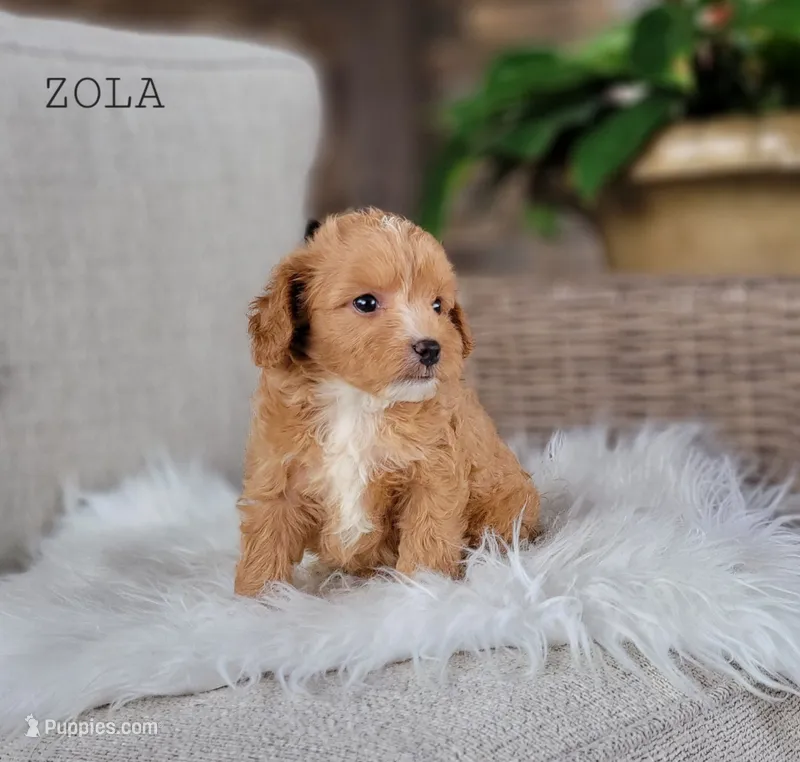 Zola – Miniature Goldendoodle puppy for sale in Berlin, OH