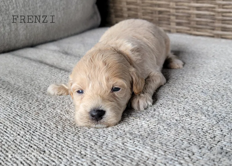 Frenzi – Maltipoo puppy for sale in Berlin, OH