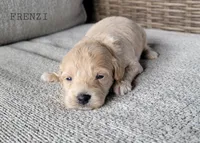 Frenzi, a female Maltipoo for sale in Berlin, OH – 1 of 3