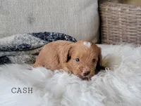 Cash, a male Cavapoo for sale in Berlin, OH – 4 of 5