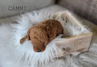 Cammi, a female Cavapoo for sale in Berlin, OH – 2 of 5