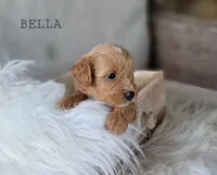 Bella, a female Cavapoo for sale in Berlin, OH – 3 of 5