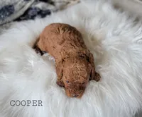 Cooper, a female Cavapoo for sale in Berlin, OH – 2 of 4