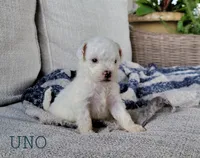 Uno, a male Miniature Goldendoodle for sale in Berlin, OH – 6 of 7