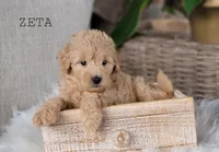 Zeta, a female Miniature Goldendoodle for sale in Berlin, OH – 7 of 7