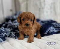OSLO, a male Cavapoo for sale in Berlin, OH – Photo 1 of 4
