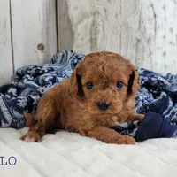 OSLO, a male Cavapoo for sale in Berlin, OH – Photo 2 of 4