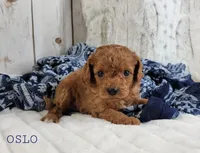 OSLO, a male Cavapoo for sale in Berlin, OH – Photo 2 of 4