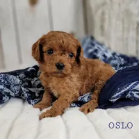 OSLO, a male Cavapoo for sale in Berlin, OH – Photo 4 of 4