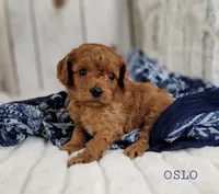 OSLO, a male Cavapoo for sale in Berlin, OH – Photo 4 of 4