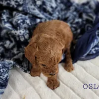 OSLO, a male Cavapoo for sale in Berlin, OH – Photo 3 of 4