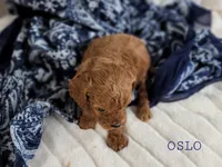 OSLO, a male Cavapoo for sale in Berlin, OH – Photo 3 of 4