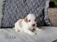 Ulexa, a female Miniature Goldendoodle for sale in Berlin, OH – 1 of 3