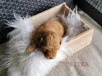 Sitka, a male Goldendoodle for sale in Berlin, OH – 3 of 4