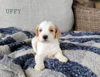 Uffy, a male Miniature Goldendoodle for sale in Berlin, OH – 3 of 6