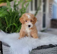 Youffie, a male Miniature Goldendoodle for sale in Berlin, OH – 4 of 4