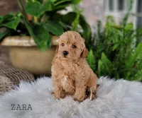 Zara, a female Miniature Goldendoodle for sale in Berlin, OH – 4 of 5