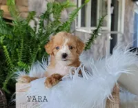 Yara, a female Miniature Goldendoodle for sale in Berlin, OH – 3 of 6