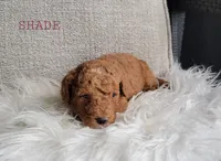 Shade, a male Goldendoodle for sale in Berlin, OH – 4 of 4