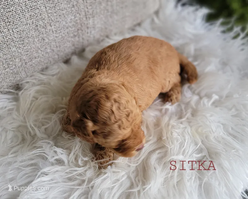 Sitka – Goldendoodle puppy for sale in Berlin, OH