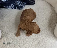 Wiggler, a male Cavapoo for sale in Berlin, OH – 1 of 3
