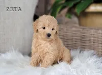 Zeta, a female Miniature Goldendoodle for sale in Berlin, OH – 3 of 7
