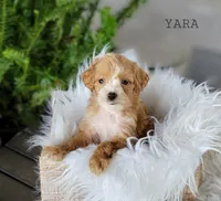 Yara, a female Miniature Goldendoodle for sale in Berlin, OH – 6 of 6
