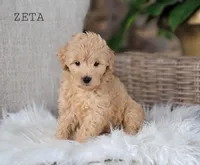 Zeta, a female Miniature Goldendoodle for sale in Berlin, OH – 4 of 7