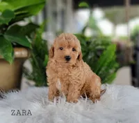 Zara, a female Miniature Goldendoodle for sale in Berlin, OH – 2 of 5