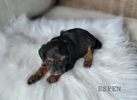 Espen, a male Cavapoo for sale in Berlin, OH – 2 of 2