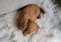 Shade, a male Goldendoodle for sale in Berlin, OH – 2 of 4
