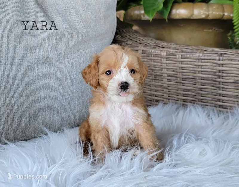 Yara – Miniature Goldendoodle puppy for sale in Berlin, OH