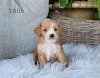 Yara, a female Miniature Goldendoodle for sale in Berlin, OH – 1 of 6
