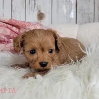 Olympia, a female Cavapoo for sale in Berlin, OH – Photo 3 of 5