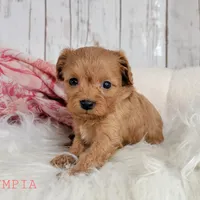 Olympia, a female Cavapoo for sale in Berlin, OH – Photo 2 of 5