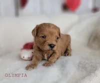 Olympia, a female Cavapoo for sale in Berlin, OH – Photo 3 of 4