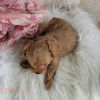 Olympia, a female Cavapoo for sale in Berlin, OH – Photo 5 of 5