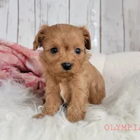 Olympia, a female Cavapoo for sale in Berlin, OH – Photo 1 of 5