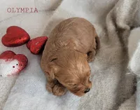 Olympia, a female Cavapoo for sale in Berlin, OH – Photo 4 of 4