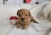 Olympia, a female Cavapoo for sale in Berlin, OH – Photo 2 of 4